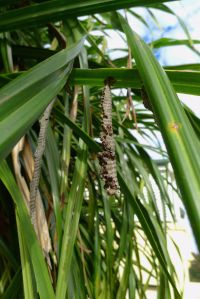 Paper wasp nest