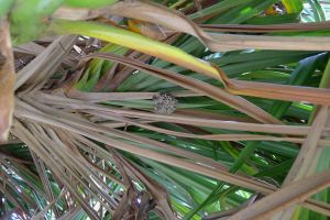 Paper wasp nest