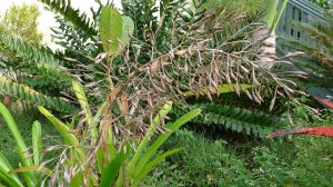 withered bloom of Portea petropolitana