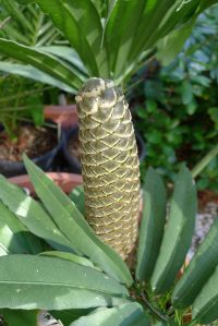 Stangeria eriopus male cone