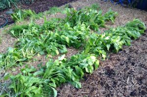 Mangelwurzel, Beta vulgaris