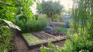 My garden in 'winter'