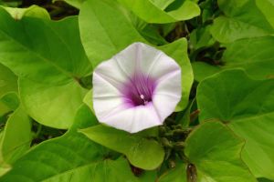 sweetpotato, Ipomoea batatas 'Marguerite'