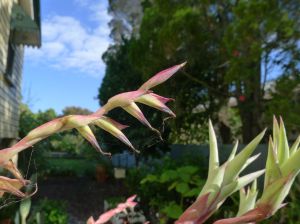 Tillandsia pyramidata var. vivipara