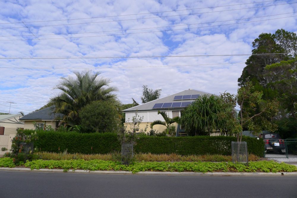 Bellis garden mid-winter solstice 2014