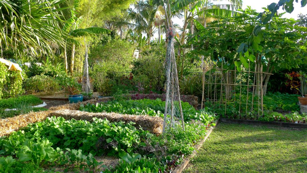 Subtropical food garden in winter