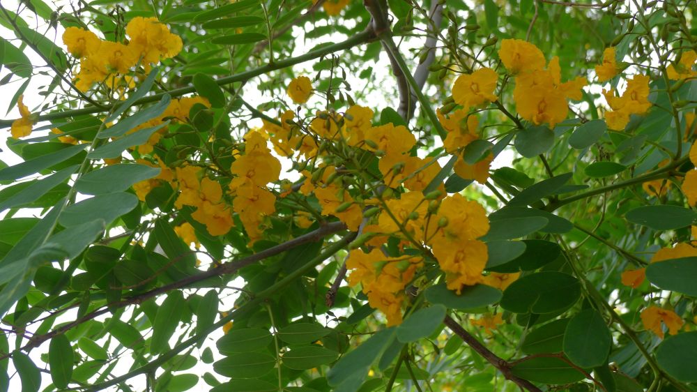 Pride of Bolivia (syn. Rosewood), Tipuana tipu