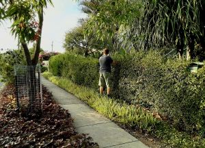 Annual Hedge Trim