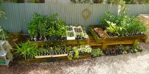 Bellis nursery area (before)