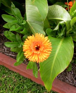 Calendula officinalis