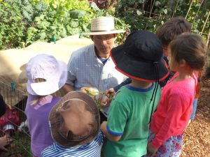 Feeding Chickweed, the lawn mowing guinea pig. Photo: Noel Burdette