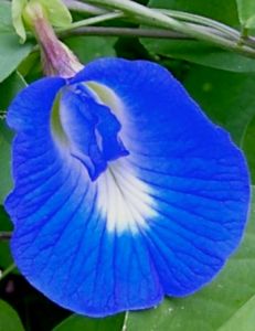 Blue pea, Clitorea ternatea, used for dyeing margarine