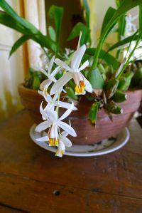 Orchid, Coelogyne cristata