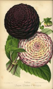 Dahlia 'Pioneer' and 'Duchess of Wellington'