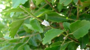 Empty eggs of Hibiscus beetle, Tectocoris diophthalmus.