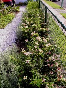 Hedge one year after planting.