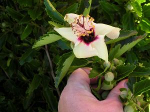 All Hibiscus flowers are edible (pictured H. insularis)