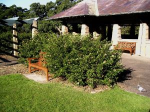 Hibiscus insularis, old Rose Garden, Sydney Botanic Gardens.