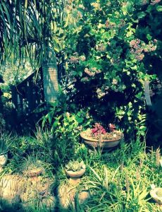 Rondeletia amoena is now Rogiera amoena