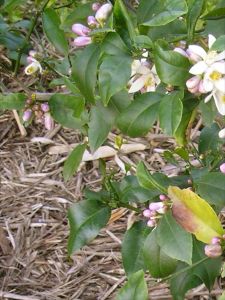 Lemon, Citrus limon 'Meyer'