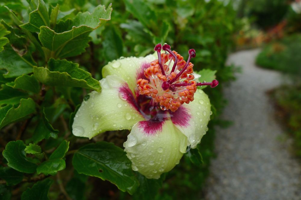 Philip Island Hibiscus flower, Hibiscus insularis