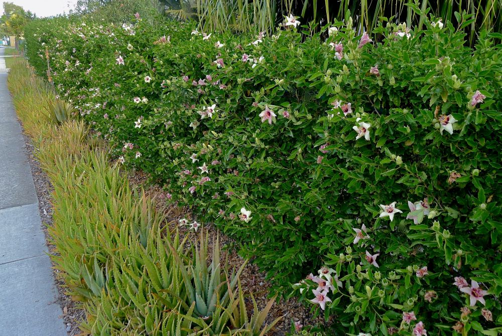 Philip Island Hibiscus, Hibiscus insularis
