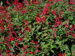 Pineapple sage, Salvia elegans