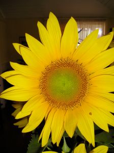 sunflower Helianthus annuus