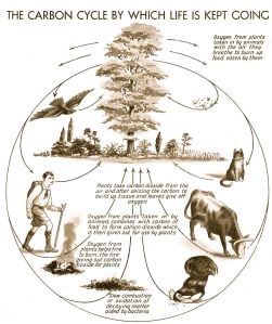 Gift from my Dad: The Carbon Cycle, Popular Science Educator, 1930's