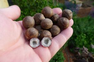 Coquito de Chile aka Wine palm, Jubaea chilensis