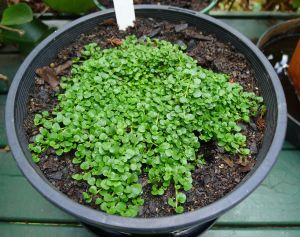 Corsican mint, Mentha requienii