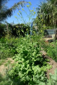 Dai Gai Choi, Brassica juncea var. foliosa 'Wynnum Imperial'