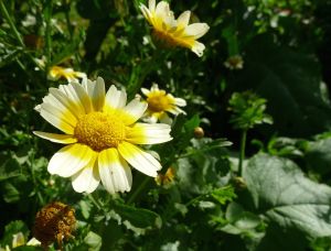 Edible Chrysanthemum, Shungiku, Glebionis coronaria (syn Chrysanthemum)