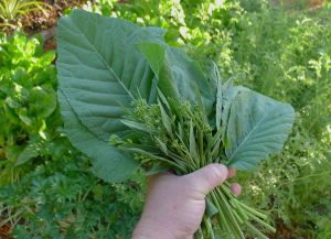 Ethiopian cabbage, Brassica carinata 'Old Women Meet and Gossip'