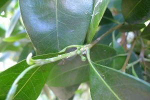 First flower buds: Native Plum, Black Apple, Pouteria australis