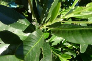 First flower buds: Native Plum, Black Apple, Pouteria australis