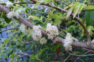 Jaboticaba flowers, Plinia cauliflora (syn. Myrciaria)