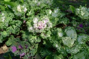 Kale, Brassica oleracea 'Coral Seas Mixed'