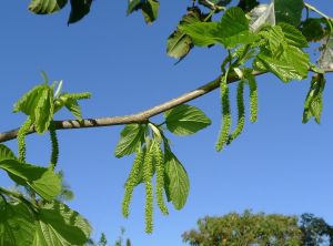 Mulberry flowers, Morus alab var laevigata 'White Shahtoot'