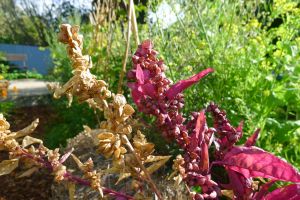 Mountain spinach, Atriplex hortensis 'Purpurea'