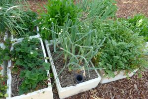 Egyptian or Walking Onion, Allium x proliferum