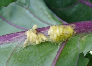 pupae of Species 434, Butterfly parasitoid wasp, Cotesia glomerata