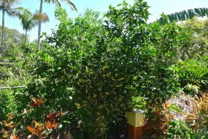 Tahitian lime, Citrus x latifolia