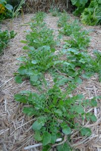 Landcress, Barbarea vulgaris
