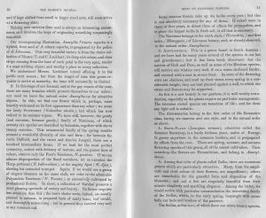 Hippeastrum Victoria Superba, British Florist, 1864