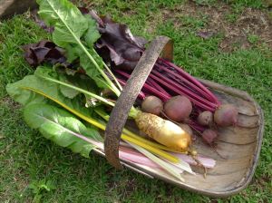 Beetroot, Silverbeet, Mangelwurzel