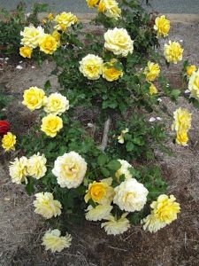 Biggenden Community Rose Garden, spring 2014