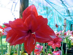 Hippeastrum Ann Howlett