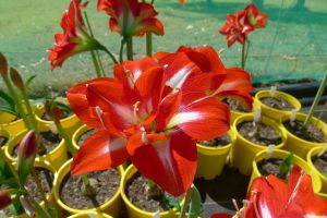 Hippeastrum Bold Beautician