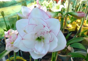 Hippeastrum Boysenberry Swirl